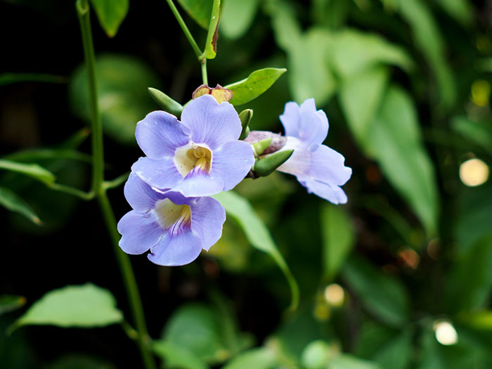 สมุนไพรรางจืด