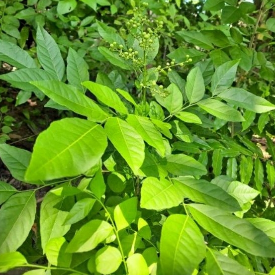 ใบโปร่งฟ้า