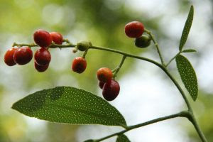 ใบโปร่งฟ้า