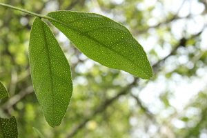 ใบโปร่งฟ้า